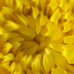 pham thuy thao nguyen mui tet