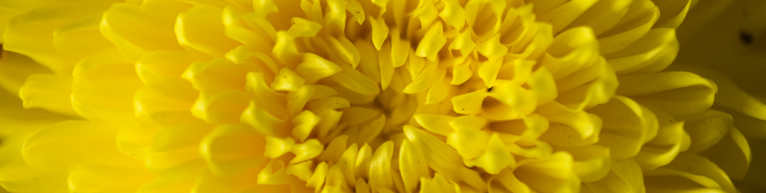 pham thuy thao nguyen mui tet