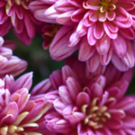 pham thuy thao nguyen tinh yeu oi