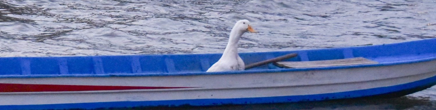 pham thuy thao nguyen truong thanh la khi nao