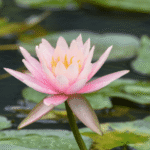 pttng phamthuythaonguyen hue hoi an 2026 thumnai 3