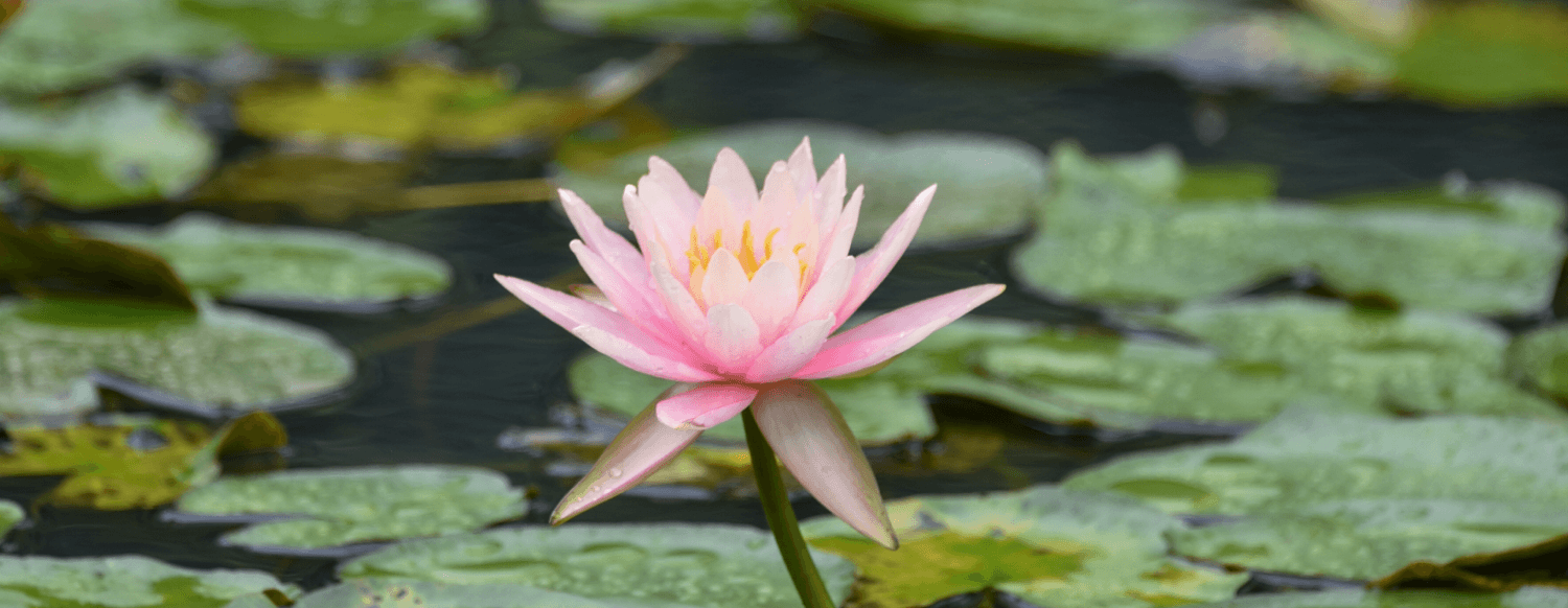 pttng phamthuythaonguyen hue hoi an 2026 thumnai 3